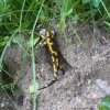 Po včerajšom výdatnom daždi sa po ceste prechádza aj Salamandra škvrnitá